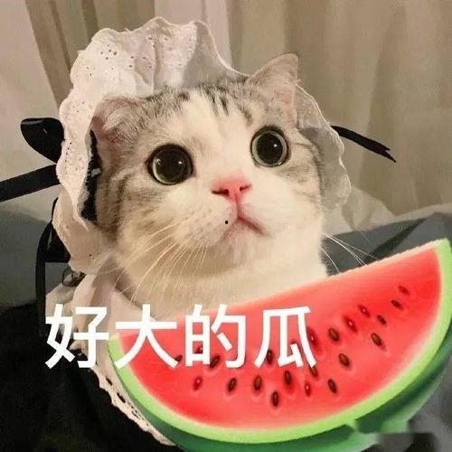 娱乐吃瓜酱布丁是只喵,喵星人视角下的娱乐圈风云录