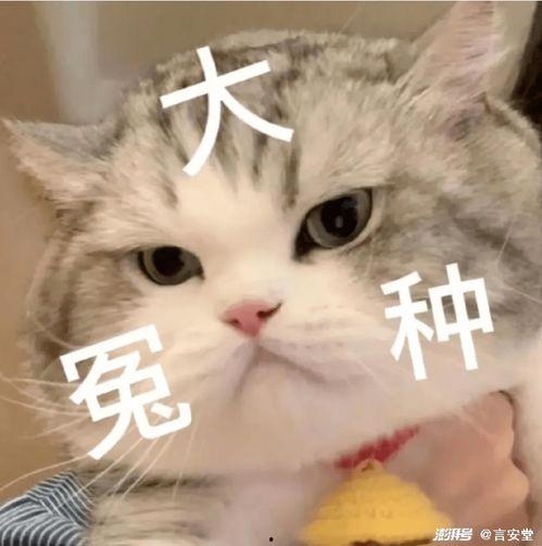 娱乐吃瓜酱布丁是只喵,喵星人视角下的娱乐圈风云录