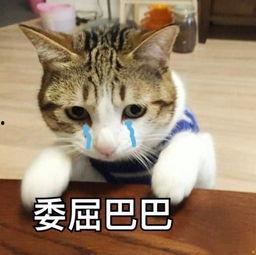 娱乐吃瓜酱布丁是只喵,喵星人视角下的娱乐圈风云录
