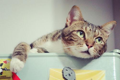 猫猫永不为奴娱乐吃瓜酱,娱乐吃瓜界的逆袭传奇