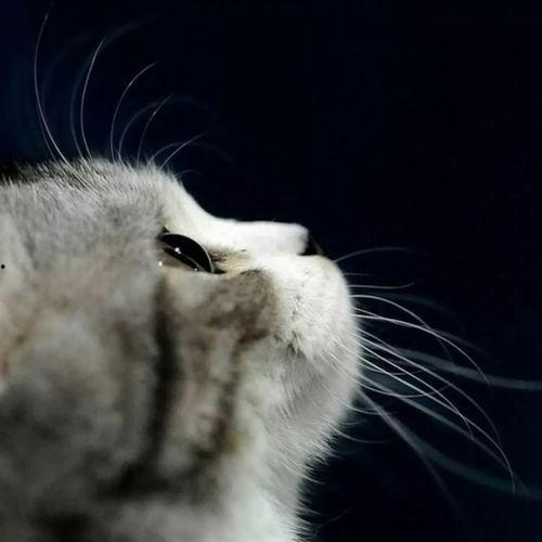娱乐吃瓜猫张一张,揭秘娱乐圈背后的那些事儿