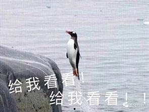 娱乐吃瓜君遛鸟大师是谁,揭秘娱乐吃瓜君背后的神秘人物