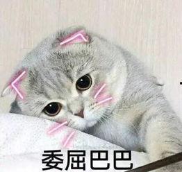 娱乐吃瓜君折耳猫七七,折耳猫的娱乐传奇