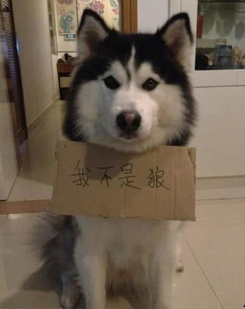 娱乐吃瓜酱哈士奇不拆家,娱乐吃瓜酱带你揭秘狗狗的神奇魅力